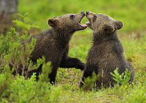 Eurasian brown bear (Ursus arctos) cubs mouthing while playing, Suomussalmi, Finland, July 2008