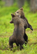 Eurasian brown bear (Ursus arctos) cubs fighting while playing, Suomussalmi, Finland, July 2008