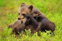 RF- Two Eurasian brown bear (Ursus arctos) cubs play fighting, Suomussalmi, Finland. July. (This image may be licensed either as rights managed or royalty free.)