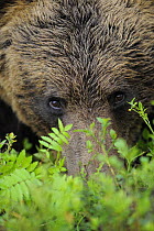 Eurasian brown bear (Ursus arctos) close-up of face, Suomussalmi, Finland, July 2008 WWE OUTDOOR EXHIBITION. WWE BOOK. PRESS IMAGE.