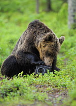 Eurasian brown bear (Ursus arctos) investigating camera, Suomussalmi, Finland, July 2008