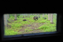 Eurasian brown bear (Ursus arctos) mother with three cubs viewed from a hide, Suomussalmi, Finland, July 2008