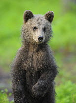 Eurasian brown bear (Ursus arctos) cub portrait, Suomussalmi, Finland, July 2008