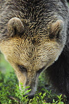 Eurasian brown bear (Ursus arctos) feeding, Suomussalmi, Finland, July 2008