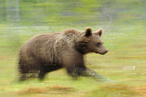 Eurasian brown bear (Ursus arctos) running, Suomussalmi, Finland, July 2008