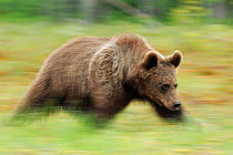 RF- Eurasian brown bear (Ursus arctos) running, Suomussalmi, Finland. July. (This image may be licensed either as rights managed or royalty free.)