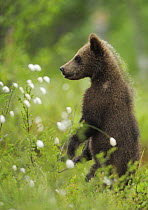 Eurasian brown bear (Ursus arctos) cub standing and looking, Suomussalmi, Finland, July 2008