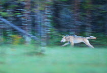 RF- Wild European Grey wolf (Canis lupus) running at night, Kuhmo, Finland. July. (This image may be licensed either as rights managed or royalty free.)