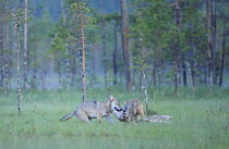 Two wild European Grey Wolves (Canis lupus) feeding on carcass remains, Kuhmo, Finland, July 2008
