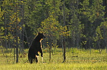 Eurasian brown bear (Ursus arctos) standing with water dripping from its paws, Kuhmo, Finland, July 2008