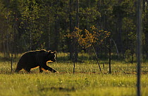 Eurasian brown bear (Ursus arctos) walking, Kuhmo, Finland, July 2008
