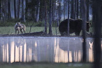 Wild Eurasian brown bear (Ursus arctos) and a European Grey wolf (Canis lupus) at waters edge, Kuhmo, Finland, July 2008