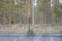 Wild European Grey wolf (Canis lupus) with crow in foreground, Kuhmo, Finland, September 2008