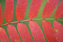 Rowan tree / Mountain ash (Sorbus aucuparia) leaves, Kuhmo, Finland, September 2008