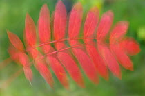 Abstract Rowan tree / Mountain ash (Sorbus aucuparia) leaves blurred, Kuhmo, Finland, September 2008