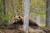 Eurasian brown bear (Ursus arctos) lying on top of buried carcass,Kuhmo, Finland, September 2008