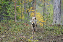Wild European Grey wolf (Canis lupus) Kuhmo, Finland, September 2008