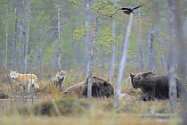 Two European Grey wolves (Canis lupus), two Eurasian brown bears (Ursus arctos) and a Common raven (Corvus corax) flying overhead,  at carcass site, Kuhmo, Finland, September 2008