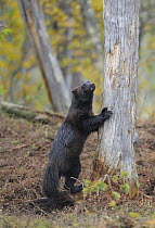 Wolverine (Gulo gulo) standing with front paws against a tree, Kuhmo, Finland, September 2008