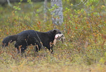 Wolverine (Gulo gulo) carrying part of a carcass, Kuhmo, Finland, September 2008