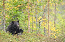Eurasian brown bear (Ursus arctos) lying, Kuhmo, Finland, September 2008
