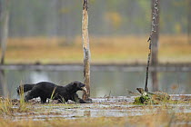 Wolverine (Gulo gulo) carrying prey, wading through mud, Kuhmo, Finland, September 2008