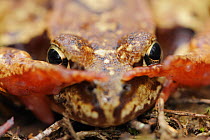 Common frog (Rana temporaria) close-up, Yli-Vuoki old forest reserve, Suomussalmi, Finland, September 2008