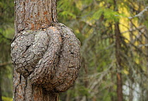 Growth on a Scots pine tree (Pinus sylvestris) trunk, by the Oulanka River, Finland, September 2008
