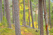 RF- Northern boreal forest with Scots Pine (Pinus sylvestris) tree trunks, Oulanka, Finland. September 2008. (This image may be licensed either as rights managed or royalty free.)