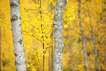 Silver Birch trees (Betula verrucosa) Oulanka, Finland, September 2008