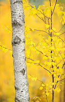 Silver Birch tree (Betula verrucosa) Oulanka, Finland, September 2008