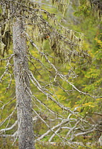 Lichen {Usnea filipendula} hanging from Spruce (Picea abies) Oulanka, Finland, September 2008