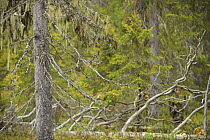 Lichen {Usnea filipendula} on a Spruce (Picea abies) Oulanka, Finland, September 2008