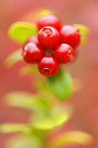 Cowberry (Vaccinium vitis-idaea) berries close-up, Oulanka, Finland, September 2008