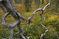 Old growth, Siberian forest, Oulanka, Finland, September 2008