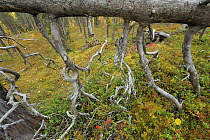 Fallen tree supported by branches showing old growth, Siberian forest, Oulanka, Finland, September 2008