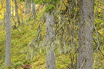Lichen {Usnea filipendula} on a Spruce (Picea abies) Oulanka, Finland, September 2008