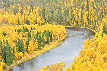 RF- Kitkajoki river, Oulanka, Finland. September 2008 (This image may be licensed either as rights managed or royalty free.)