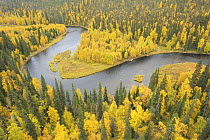 Kitkajoki River, Oulanka National Park, Finland, September 2008. Woodland predominantly Spruce (Picea abies) and Silver Birch (Betula verrucosa)