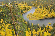 Kitkajoki River, Oulanka National Park, Finland, September 2008. WWE INDOOR EXHIBITION