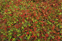 Cowberry (Vaccinium vitisidaea) and Blueberry (Vaccinium myrtillus) sprigs, Oulanka, Finland, September 2008