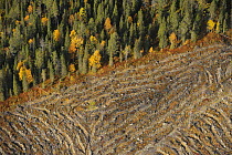 Aerial view of deforestated area of Siberian forest, Oulanka, Finland, September 2008