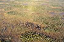 Aerials view of Peat bog, Oulanka National Park, Finland, September 2008