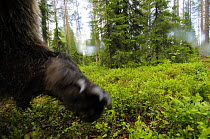 Eurasian brown bear (Ursus arctos) close up of paw while investigating remote camera, Kuhmo, Finland, July 2008