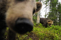 Eurasian brown bear (Ursus arctos) close up of nose while investigating remote camera, Kuhmo, Finland, July 2008