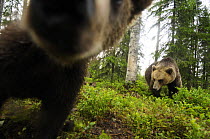 Eurasian brown bear (Ursus arctos) close up of nose while investigates remote camera, Kuhmo, Finland, July 2008