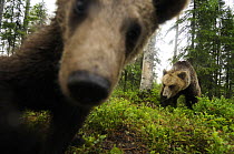 Eurasian brown bear (Ursus arctos) close up of nose while investigates remote camera, Kuhmo, Finland, July 2008. WWE INDOOR EXHIBITION.