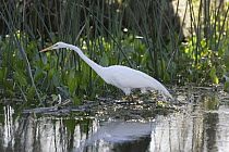 Great Egret (Ardea alba) in Wakula Springs National Forest, Florida.