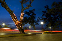 Long exposure of car lights passing a tree decorated with lights, Thailand. March 2006.