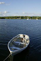 Mixed breed dog (Canis familiaris) in tethered tender, Narragansett Bay, Newport, Rhode Island. June 2005.